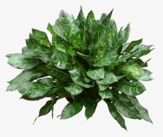 Houseplant, HD Png Download, Free Download