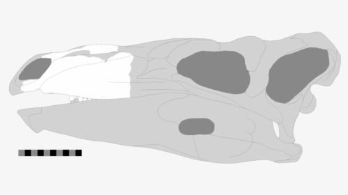 Paranthodon, HD Png Download, Free Download