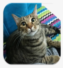 Tabby Cat , Png Download - Dragon Li, Transparent Png, Free Download
