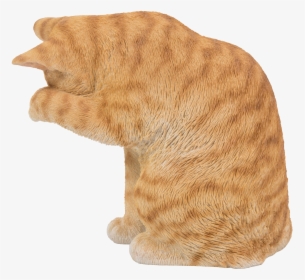 Tabby Cat Png, Transparent Png, Free Download
