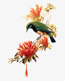 Ramo De Flor Com Pássaro - Birds, HD Png Download, Free Download