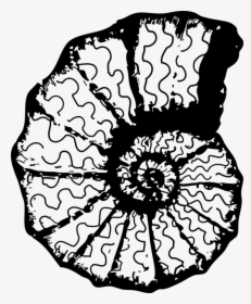 Monochrome Plant - Sea Shell Clip Art, HD Png Download, Free Download