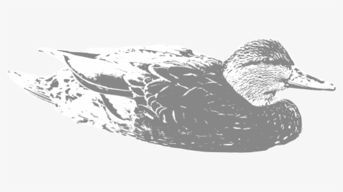 Black-duck - Mallard, HD Png Download, Free Download