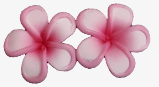 Mini Pink Rimmed Plumeria Earrings - Frangipani, HD Png Download, Free Download