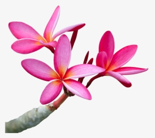 Plumeria Flower Png, Transparent Png, Free Download