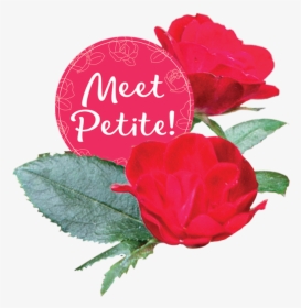 Petiteko Bloom2-circle - Garden Roses, HD Png Download, Free Download