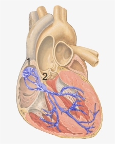 Conduction System Of The Heart, HD Png Download, Free Download