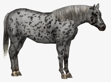 Appaloosa Horse 3 - Appaloosa Horse Png Transparent, Png Download, Free Download