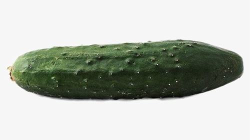 Single Cucumber Transparent Image - West Indian Gherkin, HD Png Download, Free Download