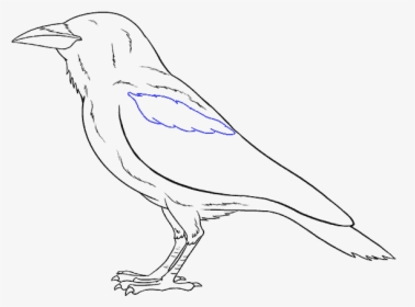 How To Draw Raven - Raven Draw, HD Png Download, Free Download