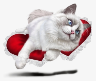 Ragdoll Cat Transparent Background, HD Png Download, Free Download