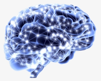 Kisspng Human Brain Neuroscience Neuron Homo Sapiens - Neuroscience Png, Transparent Png, Free Download