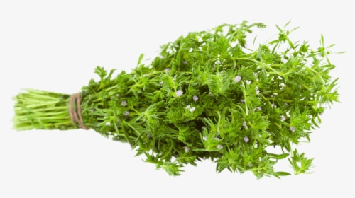 Common Thyme, Garden Thyme Or Farigoule Thyme - Grass, HD Png Download, Free Download