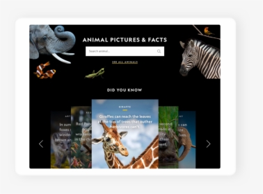 04-animals1 - Zebra, HD Png Download, Free Download