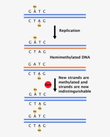 Hemimethylation, HD Png Download, Free Download