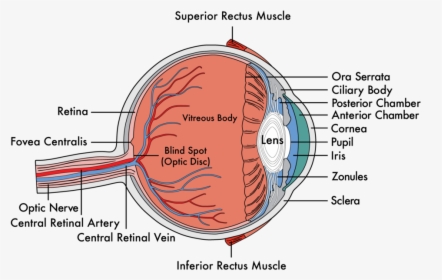 Cataracts Okc Ophthalmologist Okc Eyecare Okc Optical - Human Eye Diagram, HD Png Download, Free Download