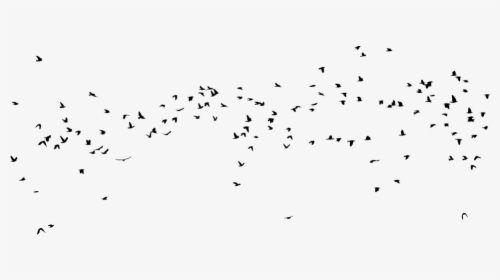 Flock, HD Png Download, Free Download