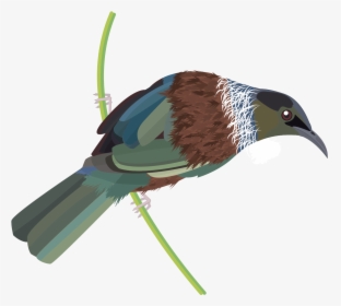 Nz Tui Png, Transparent Png, Free Download