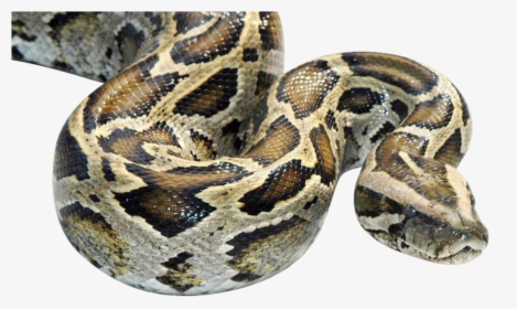 Burmese Python Snake, HD Png Download, Free Download