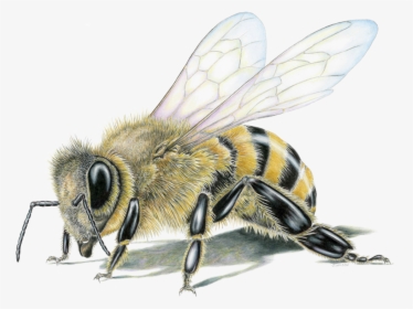 Honey Bee Limited-edition Print - Drawing Of A Bee, HD Png Download, Free Download