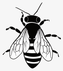 Honeybee , Png Download - Honeybee, Transparent Png, Free Download