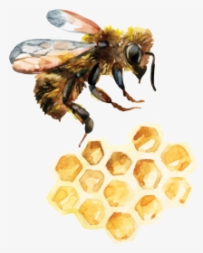 Watercolor Honeycomb Duvet, HD Png Download, Free Download