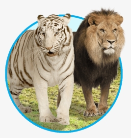 Dinder National Park Lion, HD Png Download, Free Download