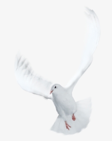 Spirit Life Church - Great Black-backed Gull, HD Png Download, Free Download