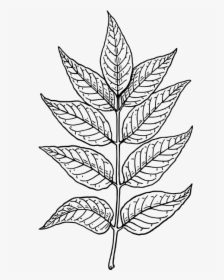 Ash Leaves - Neem Leaf Pencil Drawing, HD Png Download - kindpng