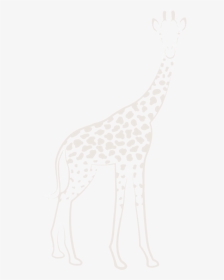 Giraffe, HD Png Download, Free Download