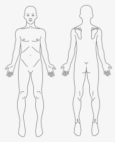 Male Anatomy Front And Back Line Art - Front And Back Diagram Of Human Body, HD Png Download, Free Download