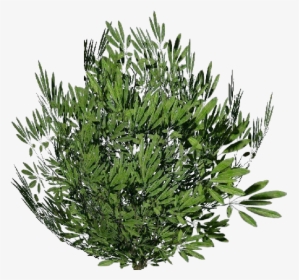 Arbusto 3d - Oleandro - Acca Software - Oleanders Plant Png, Transparent Png, Free Download