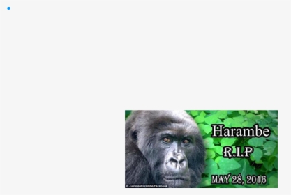 Harambe Death Meme, HD Png Download, Free Download