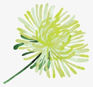 Elegant Yellow White Flowers Hand Painted Chrysanthemum - White Pine, HD Png Download, Free Download