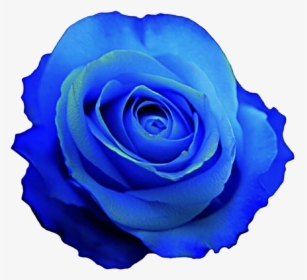 Blue Rose Wallpaper - Blue Rose Png Clipart, Transparent Png, Free Download