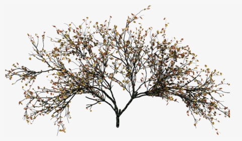 Flower, HD Png Download, Free Download