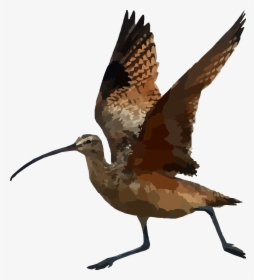 Long Billed Curlew Png, Transparent Png, Free Download