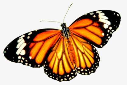 Orange Balck Butterfly Png - Orange Butterfly Transparent Background, Png Download, Free Download