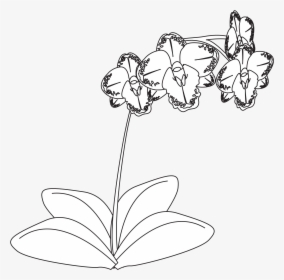 Orchid Black And White Png, Transparent Png, Free Download