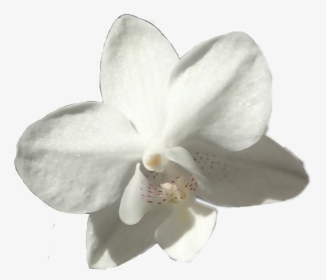#flower #white #orchid #pretty #floral #plant #plats - Moth Orchid, HD Png Download, Free Download