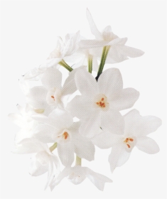 White Rose Png - Flower, Transparent Png, Free Download
