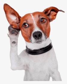Attention Dog, HD Png Download, Free Download