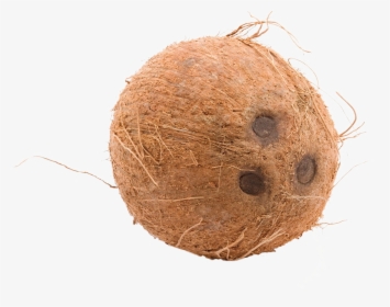 Brown Cocunut Png Image, Transparent Png, Free Download