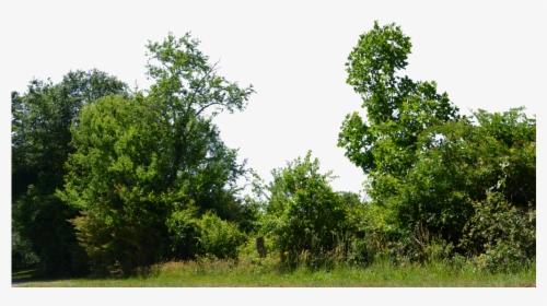 Træts webspindel Sandsynligvis ejendom Transparent Green Bush Png - Nature Trees Images Png, Png Download - kindpng