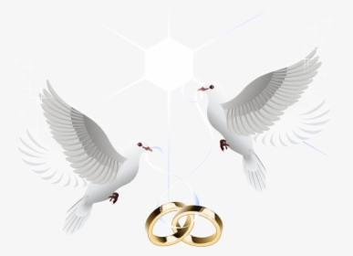 Ring Vector Marriage Wedding Download Hd Png Clipart - Transparent Wedding Dove Png, Png Download, Free Download