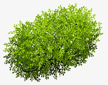 Euclidean Vector Shrub Tree - Flower Bush Top View Png, Transparent Png, Free Download