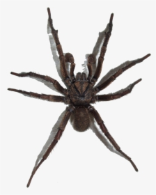 Brown Trapdoor Spider, Transparent Background - Spider With No Background, HD Png Download, Free Download