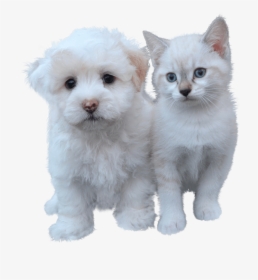 El Perro Y El Gato De La Exención, Mascotas, Gato - รูป หมา และ แมว, HD Png Download, Free Download