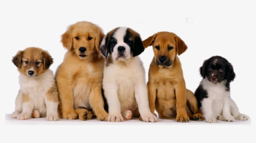 Animals In The Community, HD Png Download, Free Download