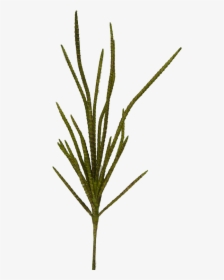 Green Willow Bamboo Bush - Herbaceous Plant, HD Png Download, Free Download